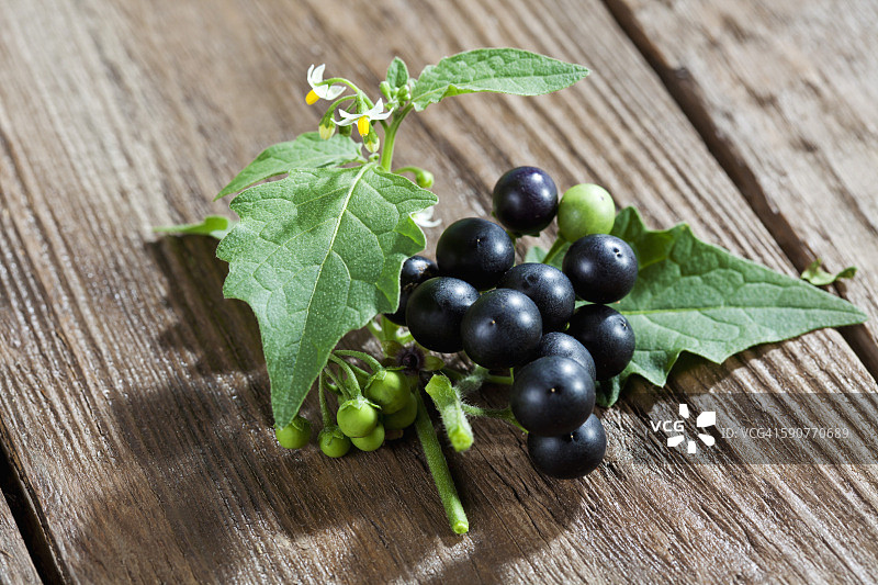 木头上的龙葵图片素材