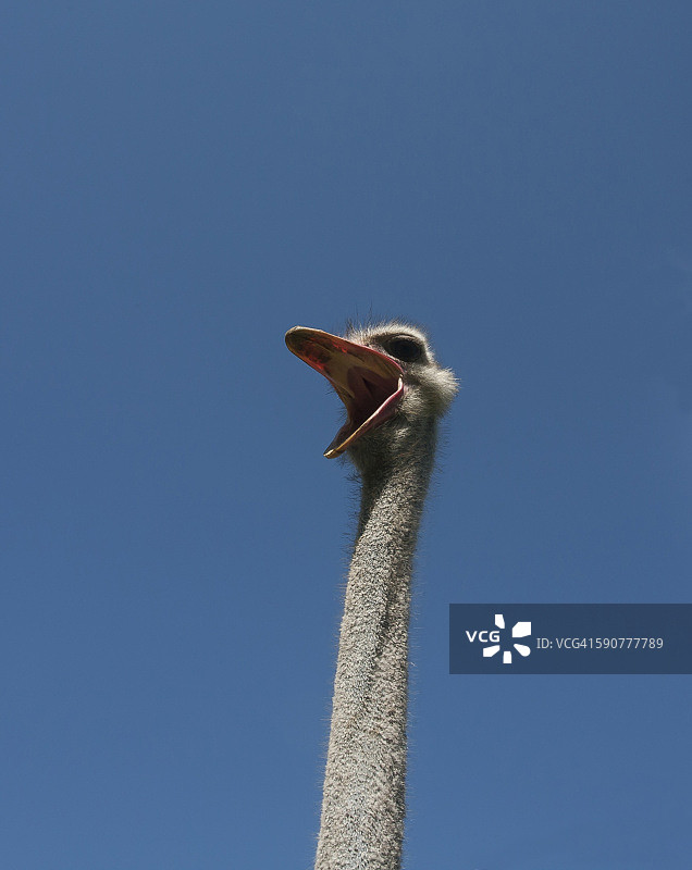 非洲鸵鸟图片素材