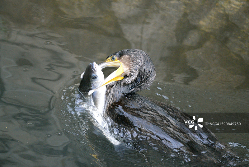 鸬鹚捕鱼图片素材