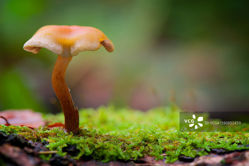 孤独的蘑菇图片素材