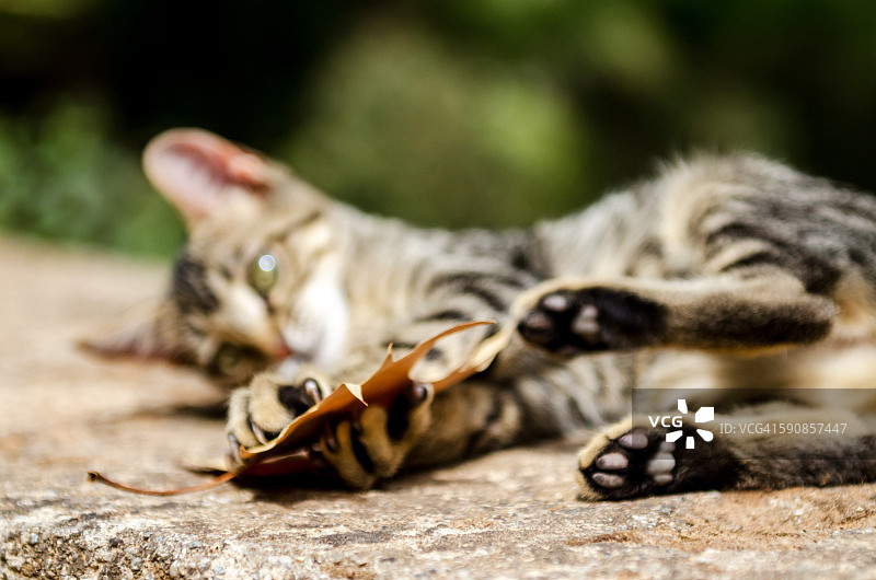猫咪玩耍秋叶图片素材