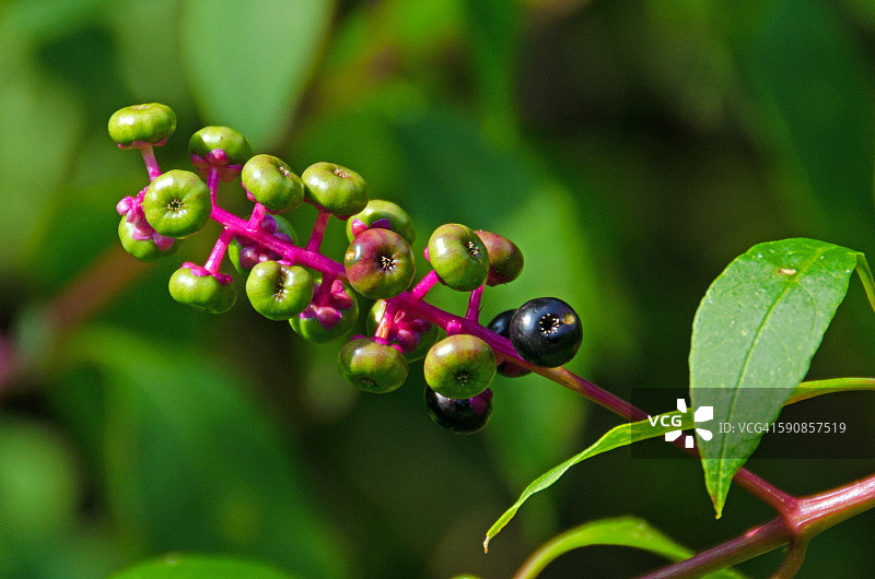 美洲商陆图片素材