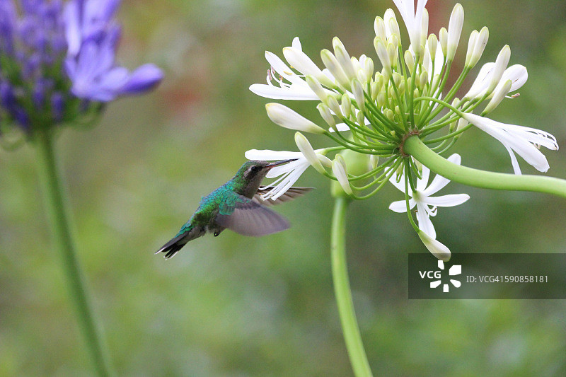 白喉蜂鸟在白色花朵上觅食图片素材