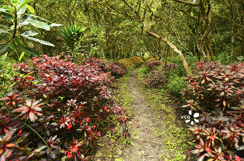 鲜花和树木之间的小路，自然之路图片素材