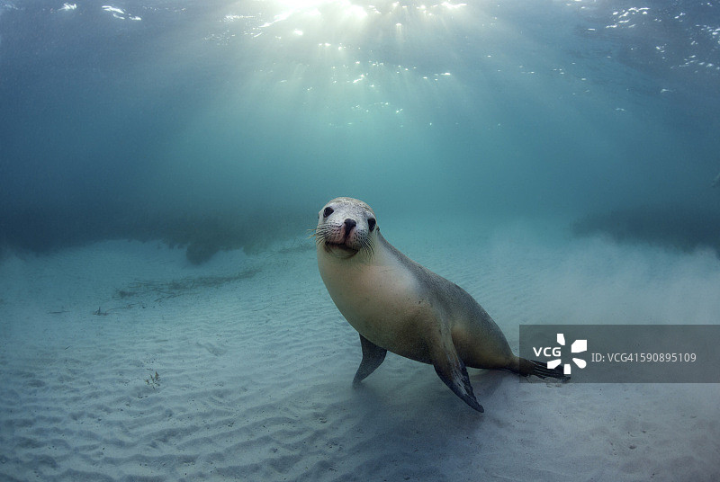晨曦中的澳大利亚海狮图片素材