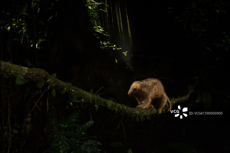 夜间在藤蔓上行走的丝滑食蚁兽图片素材