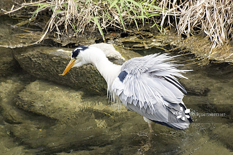 苍鹭的颤抖图片素材