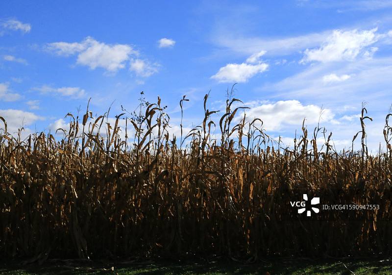 收割时节的玉米秸秆图片素材