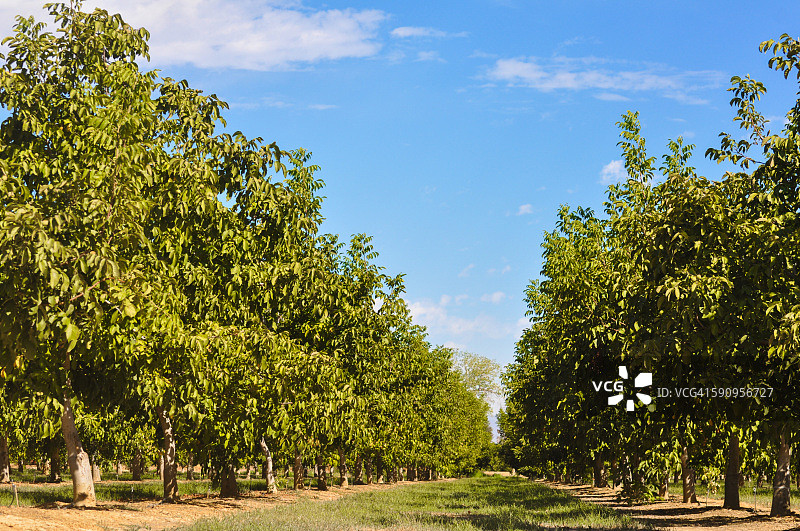 准备收获的成排英国核桃树图片素材