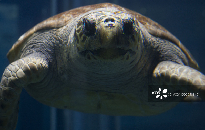 海龟特写图片素材