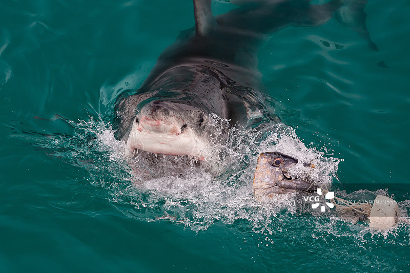 Carcharodon carcharias图片素材