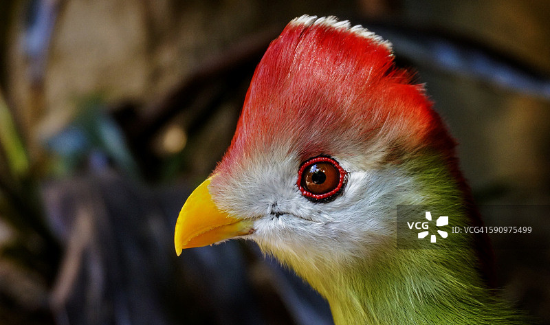 红冠蕉鹃图片素材