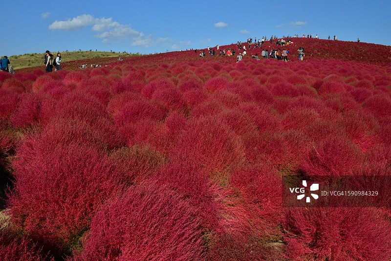 日本日立海滨公园的海棠图片素材