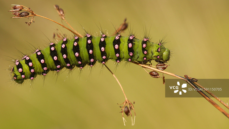 皇蛾幼虫图片素材