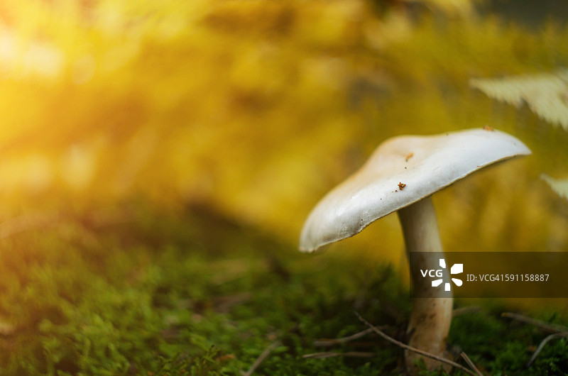 森林中的小蘑菇图片素材