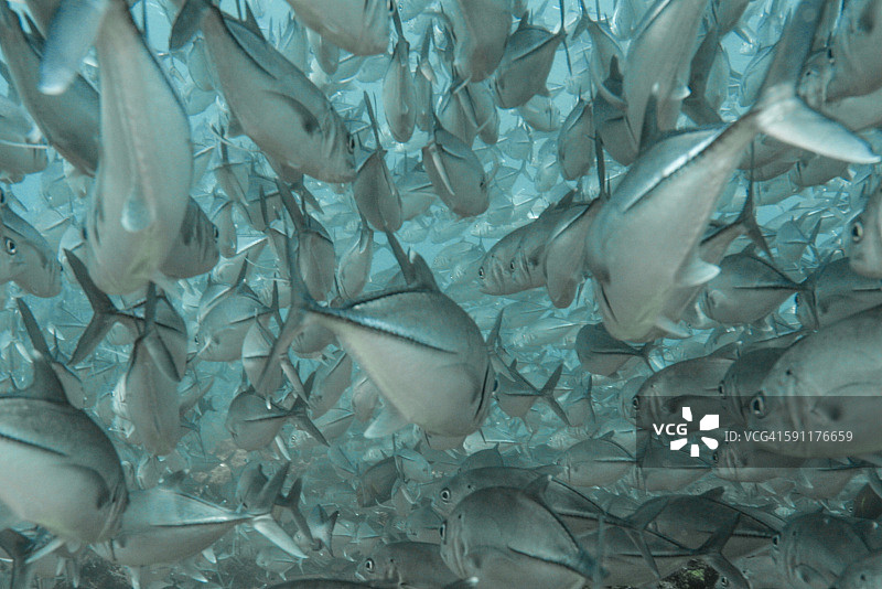 成群的黑杰克鱼图片素材