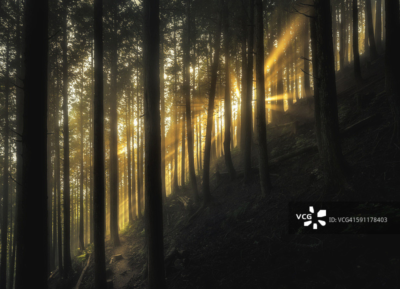 森林中迷人的光线图片素材