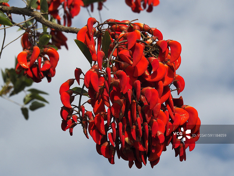 鸡冠刺桐图片素材