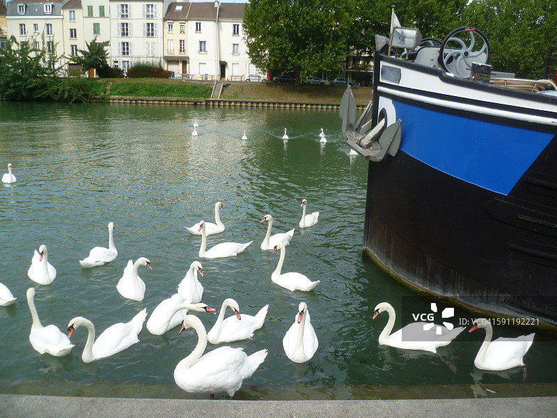 一群大天鹅和驳船图片素材