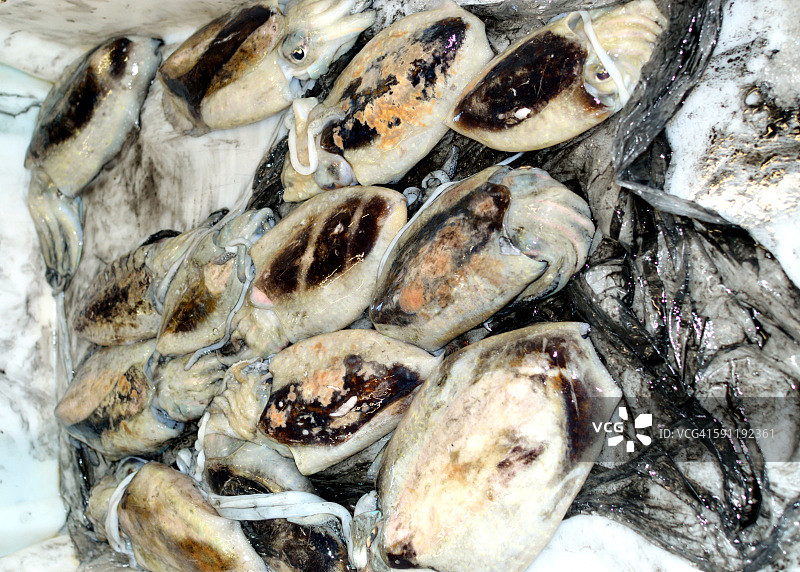 拍卖中的乌贼图片素材