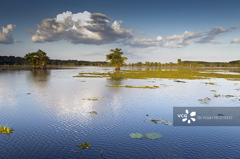 美国德克萨斯州卡多湖州立公园图片素材