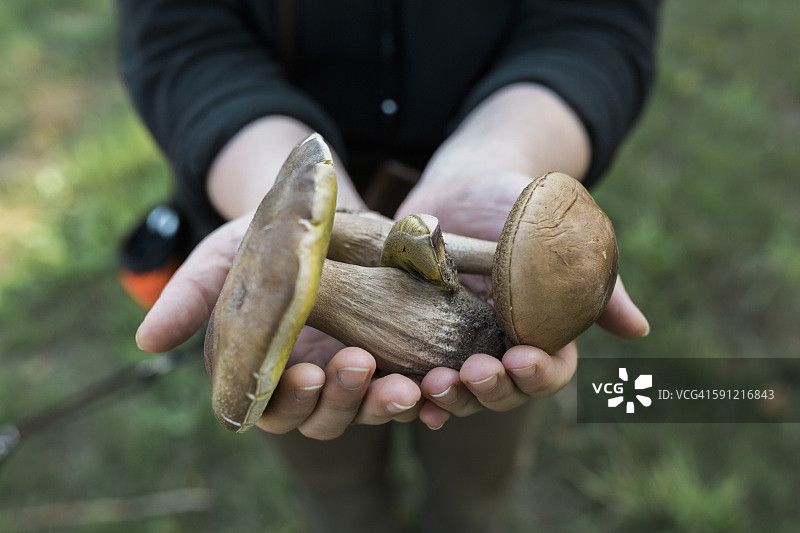 女人手中的白桦牛肝菌和美味牛肝菌图片素材