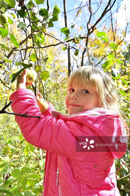 采摘有机苹果图片素材
