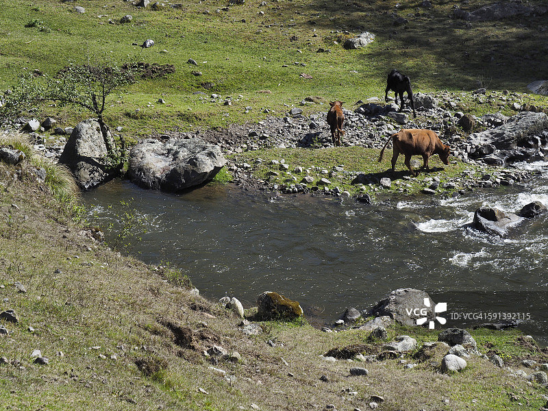 在阿根廷安第斯山脉的溪流旁吃草的牛图片素材