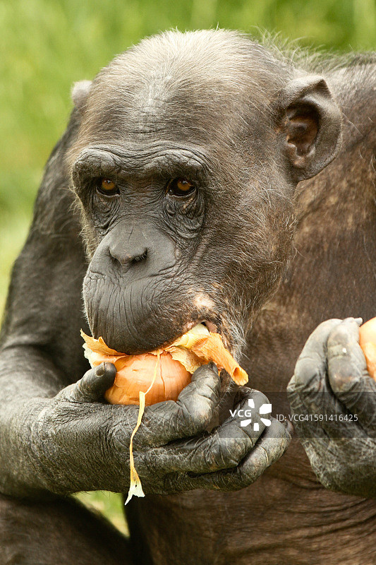 黑猩猩在吃洋葱图片素材