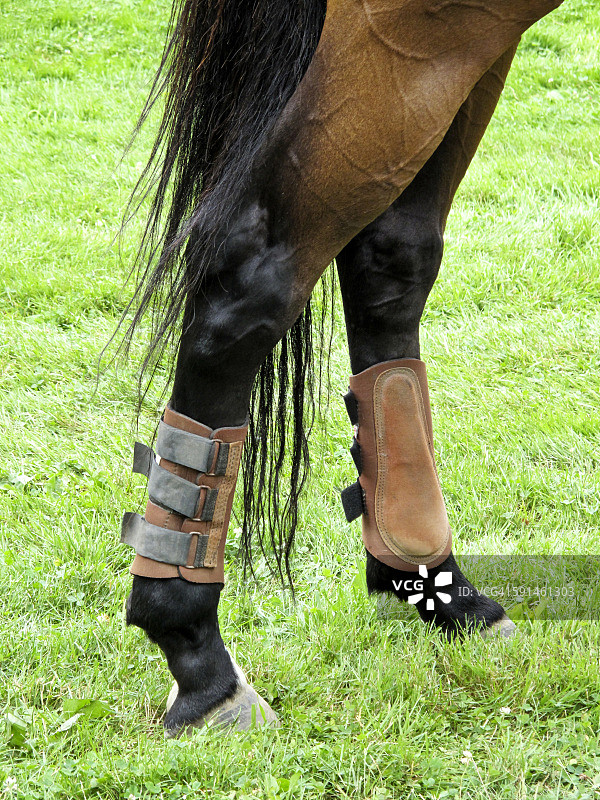 马用腿部保护垫图片素材