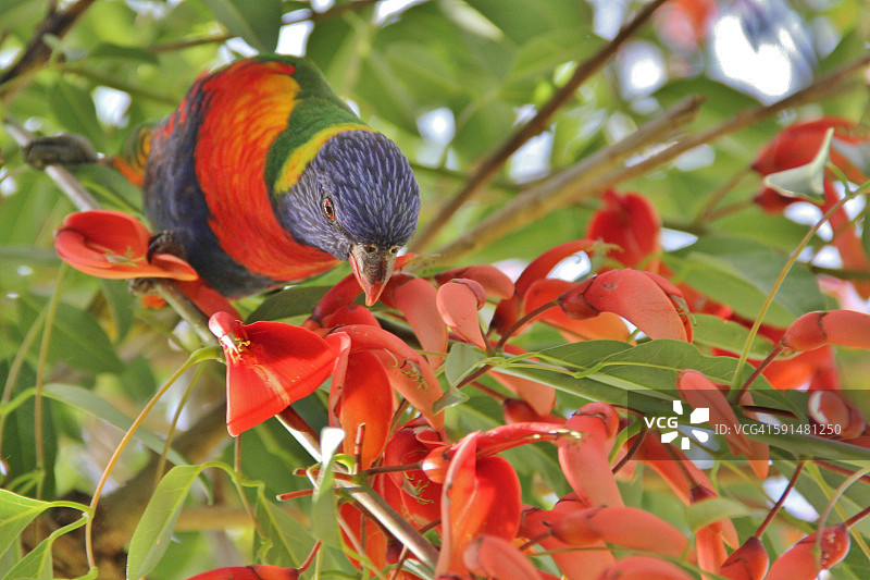 虹彩吸蜜鹦鹉吸食树花花蜜图片素材