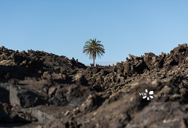 兰萨罗特岛的加那利棕榈树图片素材