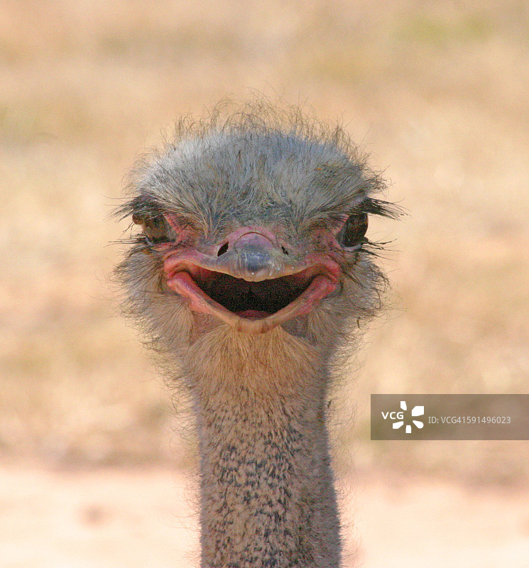 鸵鸟头图片素材