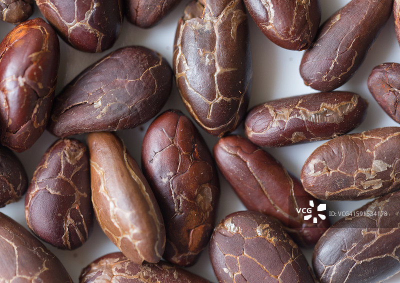 可可豆图片素材
