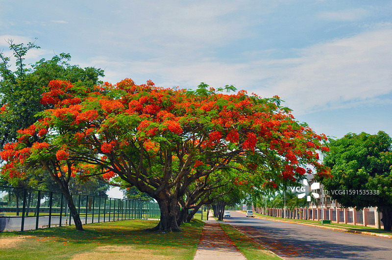 巴西利亚街头的凤凰木树图片素材
