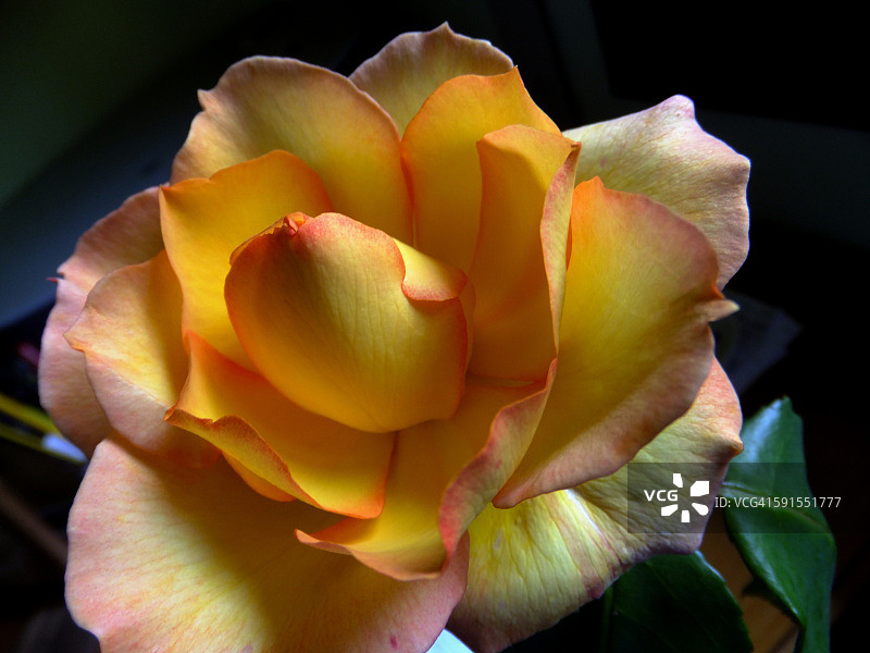 萨斯塔戈伯爵夫人玫瑰图片素材