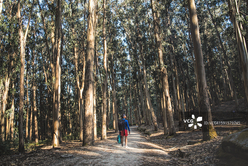独自徒步者在西班牙森林高大树木间图片素材