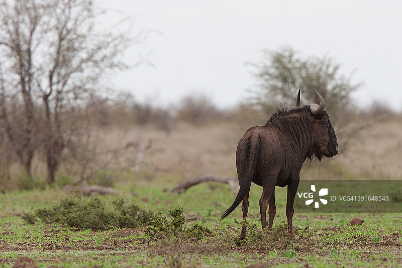 羚羊的一种图片素材