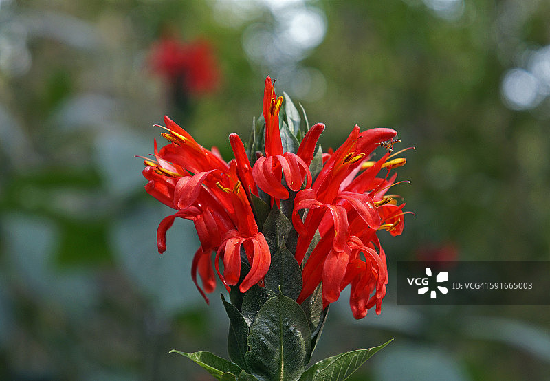 红雀守护花朵图片素材