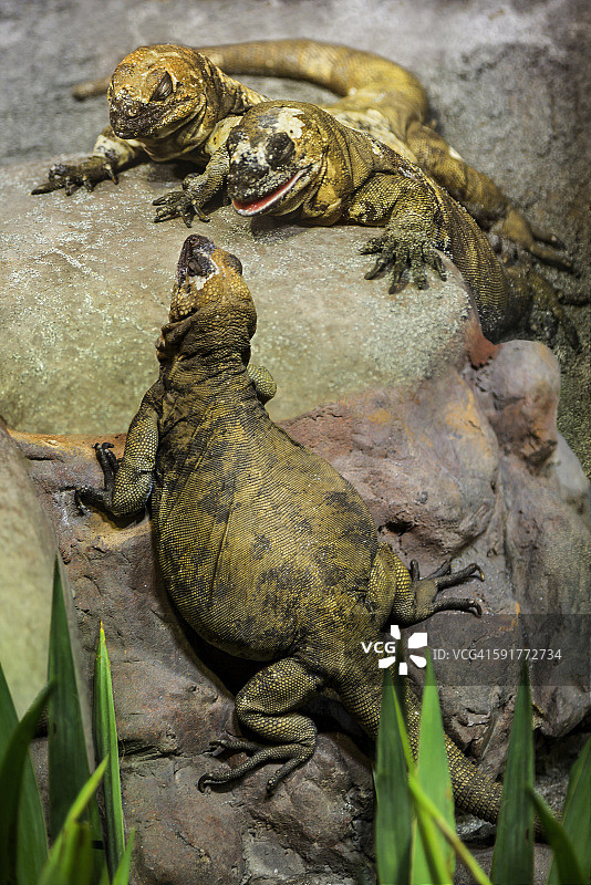 圣埃斯特班斑纹蜥 - 3只动物图片素材