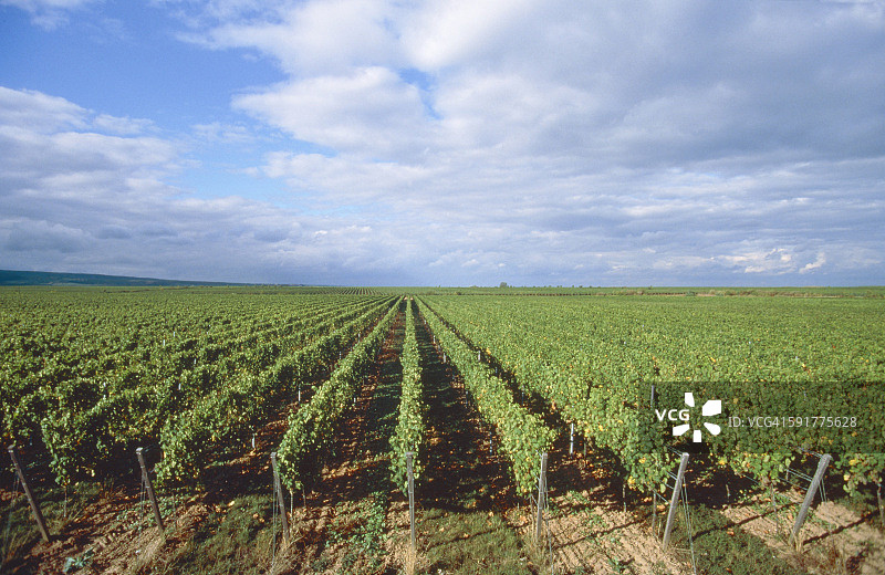 德国莱茵兰-普法尔茨巴特迪尔克海姆的葡萄酒栽培图片素材