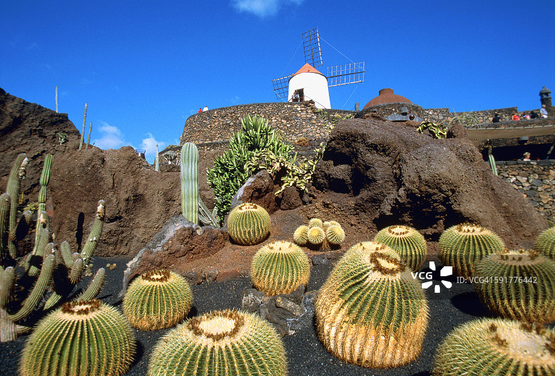 西班牙兰萨罗特岛仙人掌花园图片素材