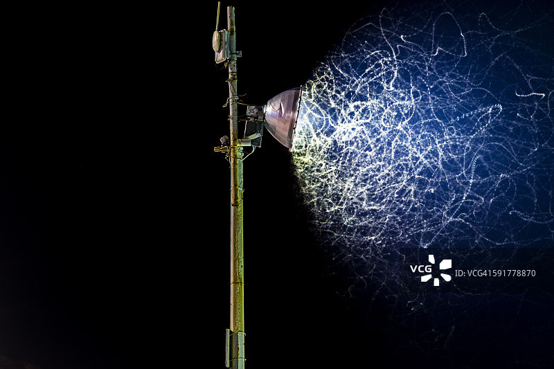 路灯周围的昆虫图片素材