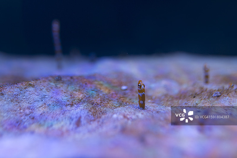 花园鳗图片素材