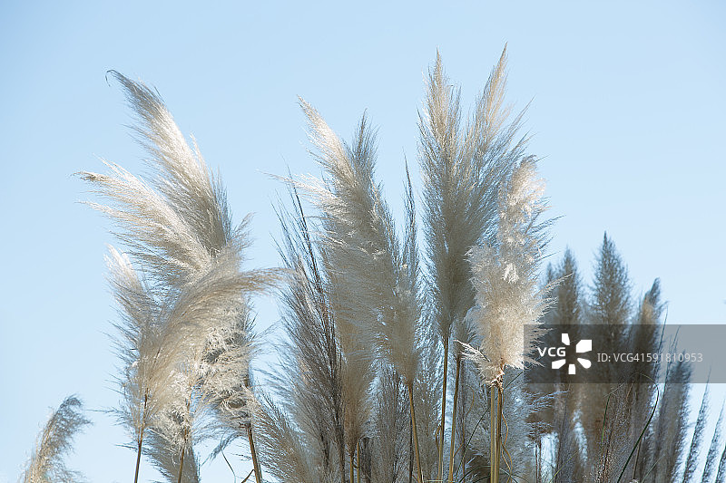 芦苇花或普罗旺斯芦苇图片素材