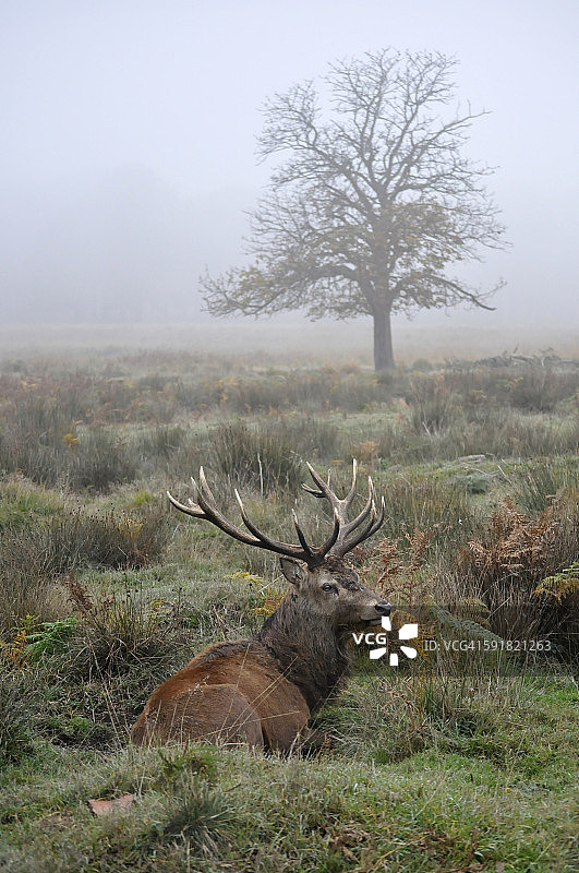 雾中的高贵的红鹿图片素材