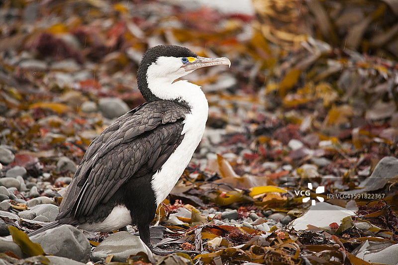 斑鸬鹚。图片素材