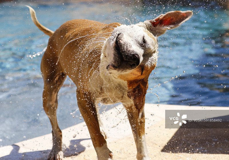 狗狗甩掉游泳池里的水图片素材