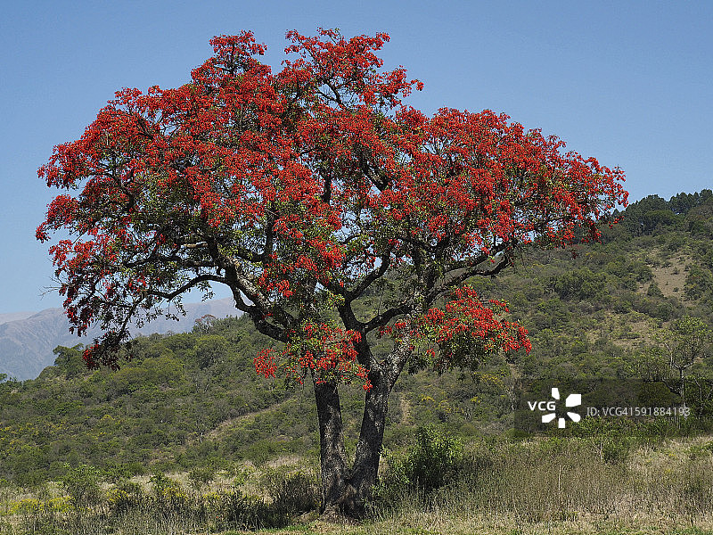 盛开红花的鸡冠刺桐图片素材