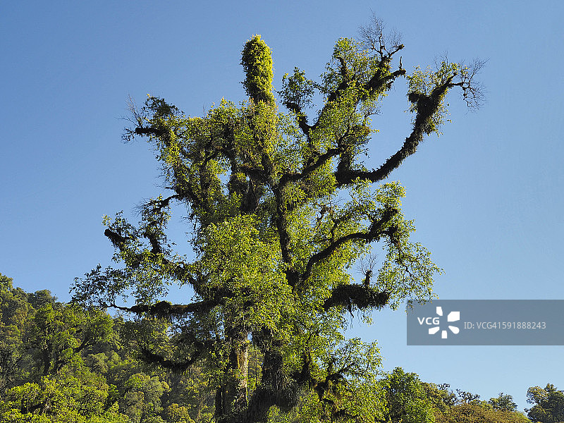 附生植物覆盖的树木图片素材
